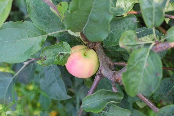 Măr strălucitor pe ramură — Fotografie, imagine de stoc