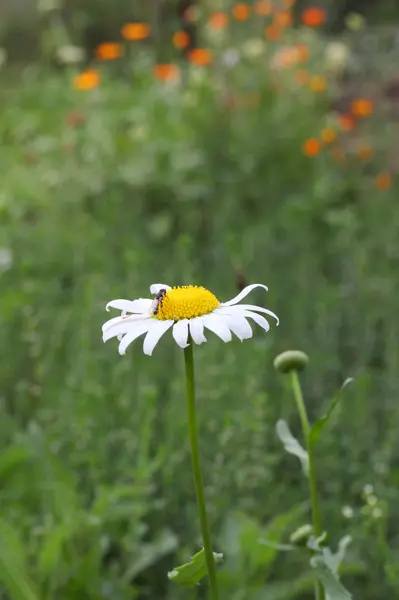 Bumblebee pada camomile terang — Stok Foto