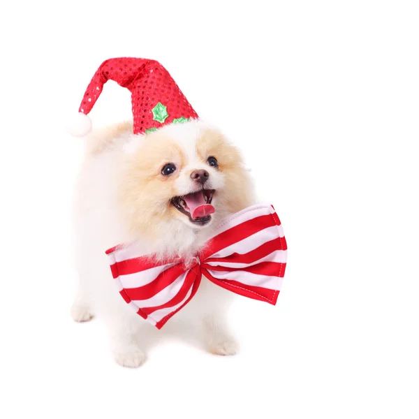 Cute spitz puppy — Stock Photo, Image