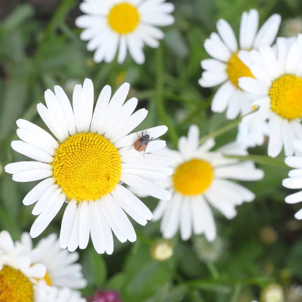 Bug pada bunga camomile — Stok Foto