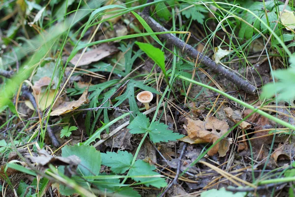 Petit champignon dans le parc — Photo