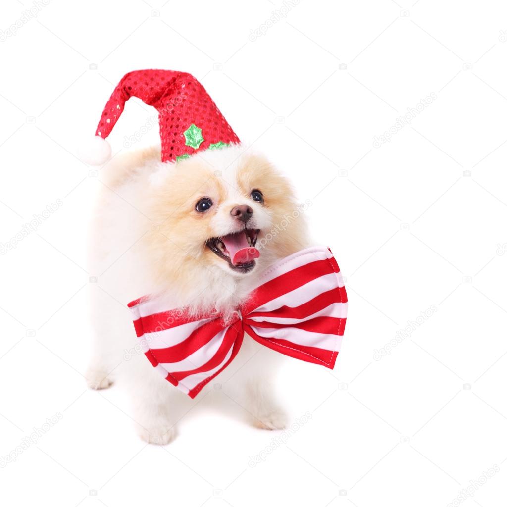 我的博美犬为啥这么大只: r/Pomeranians, image size:1024x1024