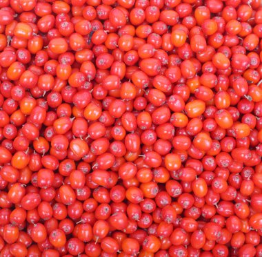 Deniz cehri kırmızı arka plan