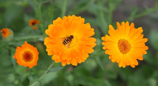 カレンデュラの花に蜂 — ストック写真