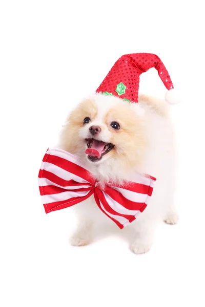 Cute spitz puppy — Stock Photo, Image