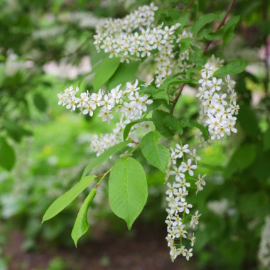 Blooming bird-cherry tree