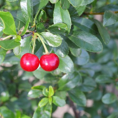 Olgun kirazlar ağaçta