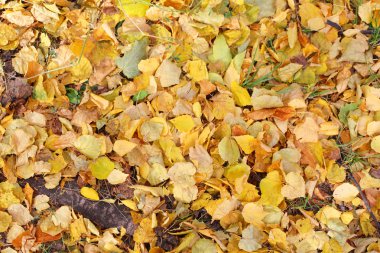 sonbahar yaprakları arka plan