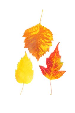 Beyaz üzerine izole edilmiş yapraklar