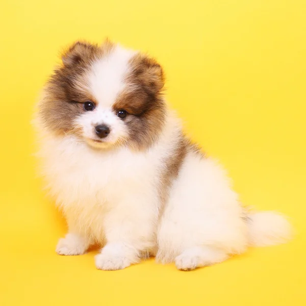 Pequeño cachorro spitz — Foto de Stock