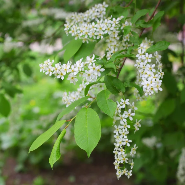 Blooming bird-cherry tree — Stock Photo, Image