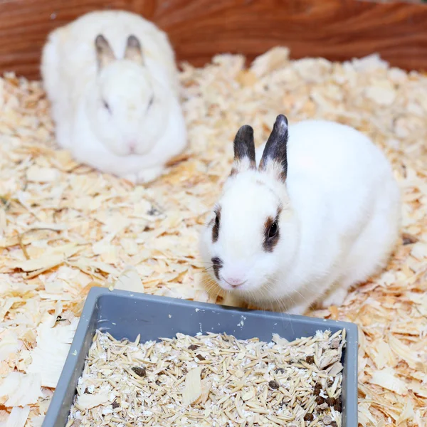 White fluffy rabbits — Stock Photo, Image