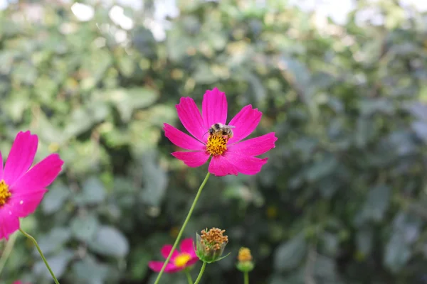 花の上で蜂 — ストック写真