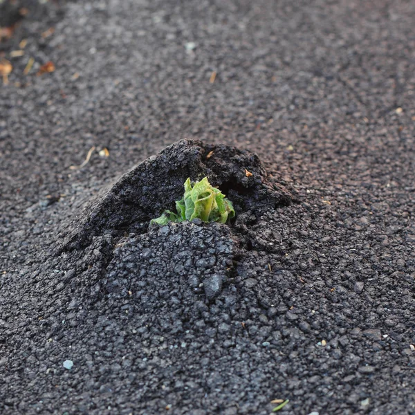 Triebe wachsen durch den Asphalt — Stockfoto