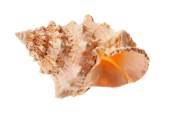 Concha de mar sobre blanco — Foto de Stock