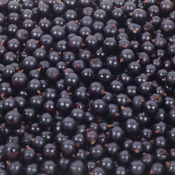 Black currants background — Stock Photo, Image