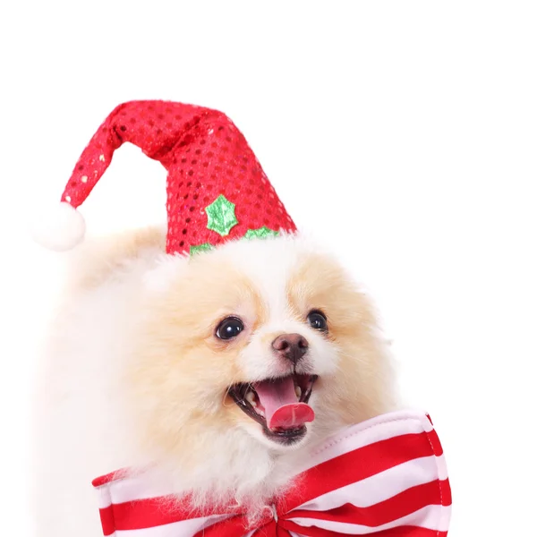 Cute spitz puppy — Stock Photo, Image