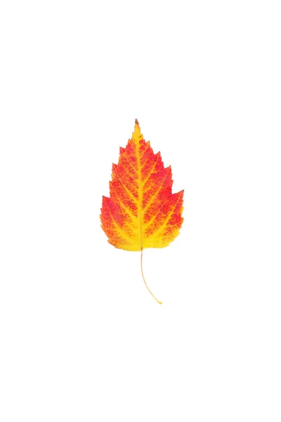 明るい秋の葉 — ストック写真