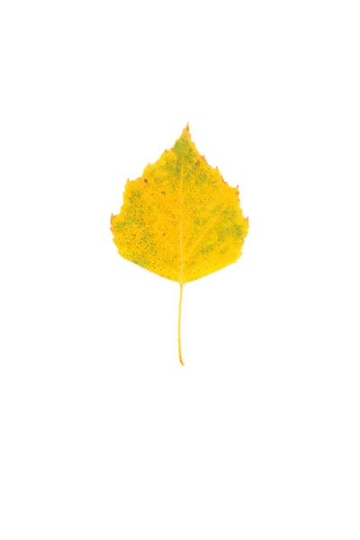 Birch leaf closeup — Stock Photo, Image
