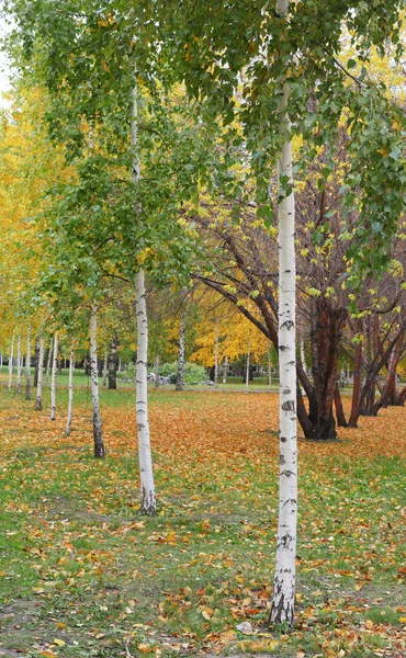 Alberi d'autunno nel parco — Foto Stock