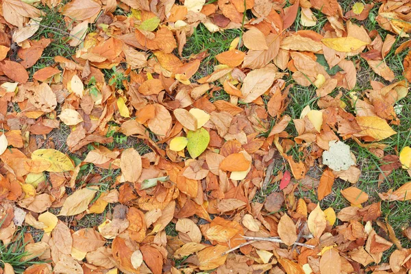 Autumn leaves background — Stock Photo, Image