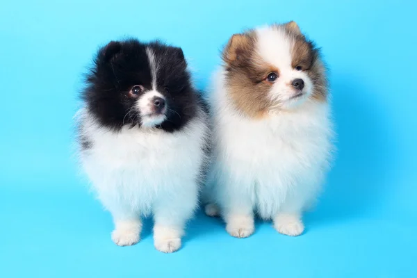 Little spitz puppies — Stock Photo, Image