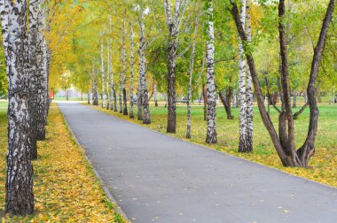 Sonbahar parkında yol