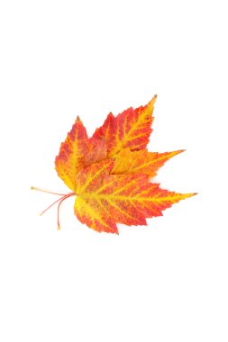 Beyaz üzerine izole edilmiş yapraklar