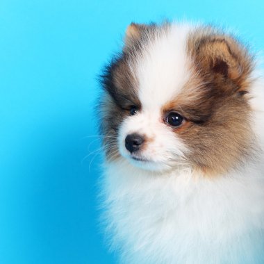 spitz köpek yavrusu