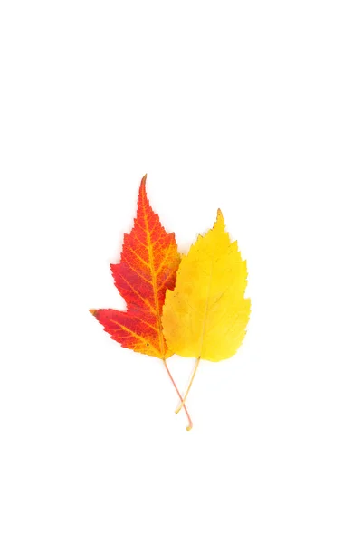 Leaves isolated on white — Stock Photo, Image