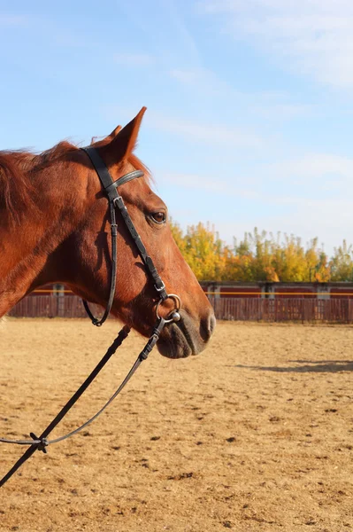 Fecho do cavalo castanho — Fotografia de Stock