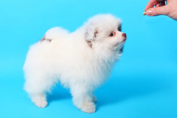 Little spitz puppy — Stock Photo, Image