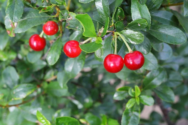 Ripe cherries on tree — Stock Photo, Image