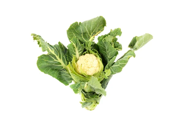 Cauliflower on white background — Stock Photo, Image