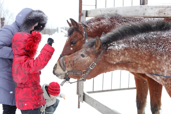 Chica y su madre alimentando caballos — Foto de Stock