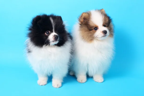 Little spitz puppies — Stock Photo, Image