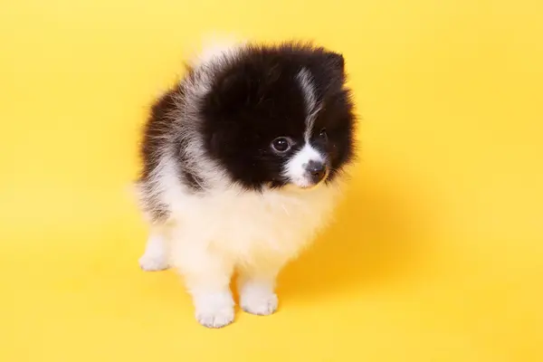 Pequeño cachorro spitz — Foto de Stock