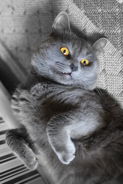 Πορτρέτο της μια γκρίζα γάτα — Φωτογραφία Αρχείου