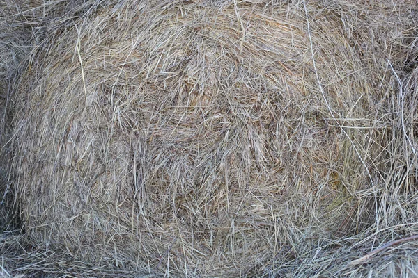 Сухое сено — стоковое фото