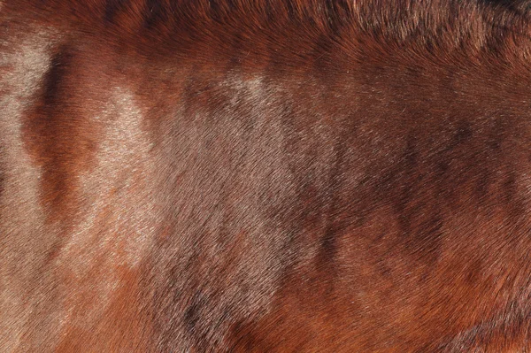 Fondo de piel de caballo — Foto de Stock