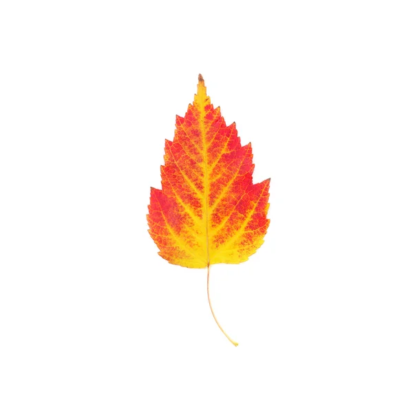 Bright autumn leaf — Stock Photo, Image