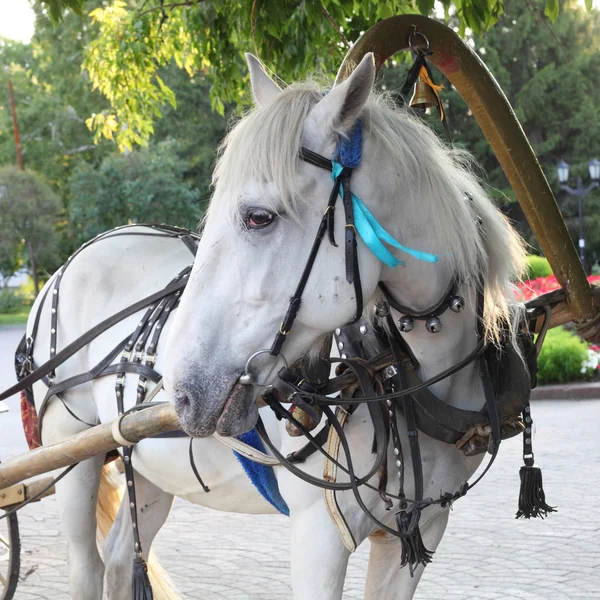 Wit paard in het park — Stockfoto