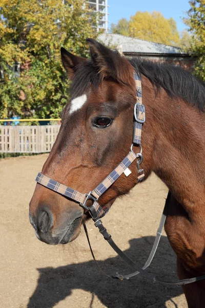 Primer plano caballo marrón — Foto de Stock