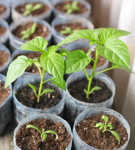 Édes paprika hajtások — Stock Fotó