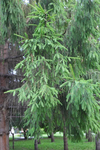 Dennenbomen in een park — Stockfoto