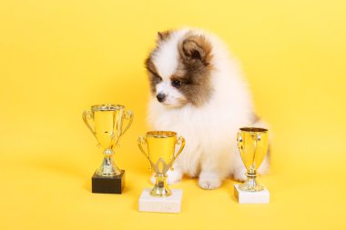 Spitz köpek yavrusu kazanan