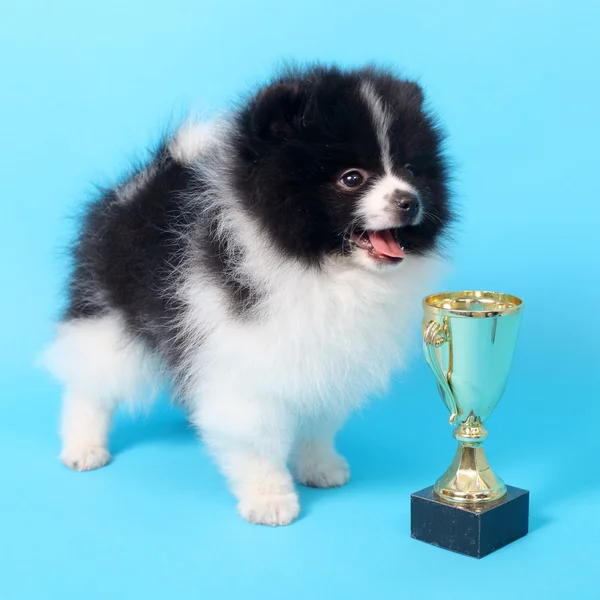 Spitz köpek yavrusu kazanan