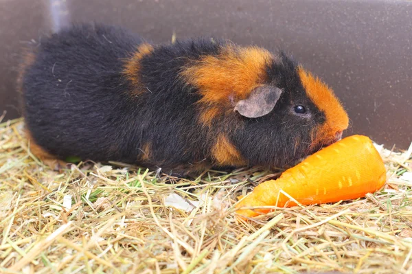 Lilla cavy och morot — Stockfoto