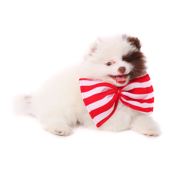 Little spitz puppy — Stock Photo, Image