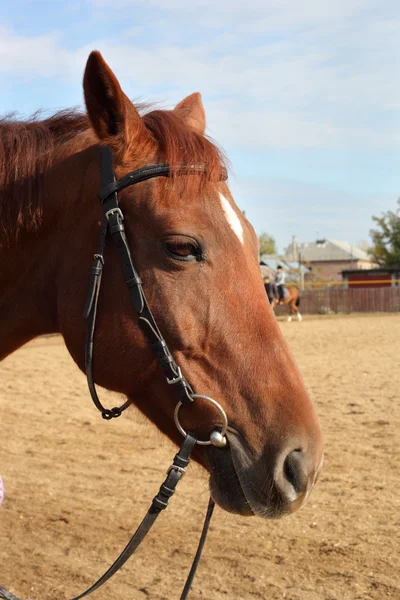 Primer plano caballo marrón — Foto de Stock